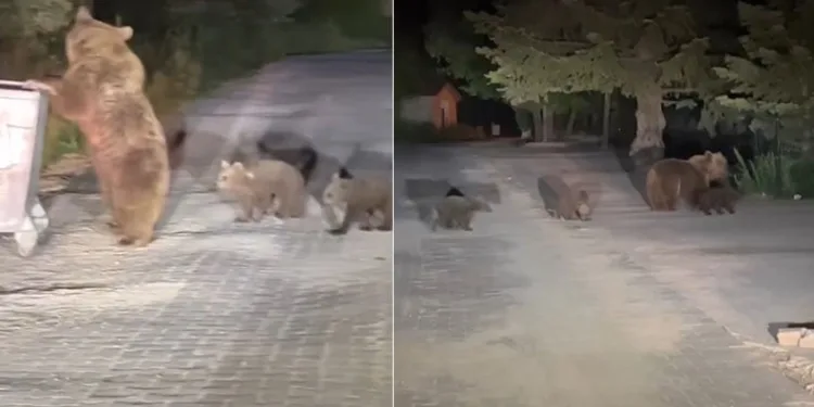 Uludağ’da boz ayı paniği