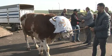 900 kiloluk boğa 300 bin TL’ye satıldı