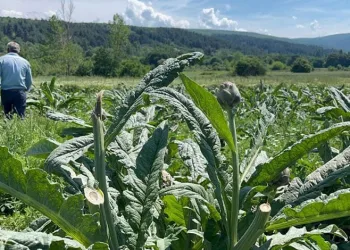 Enginarları bir gecede hasat eden hırsızlar yakalandı