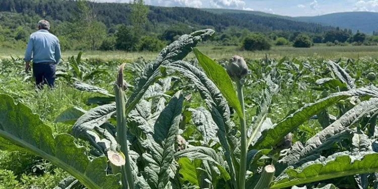 Enginarları bir gecede hasat eden hırsızlar yakalandı