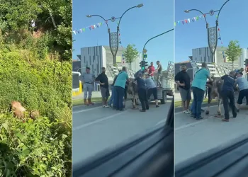 Bursa’da kurbanlıklar kaçtı, vatandaşlar yakalamaya çalıştı
