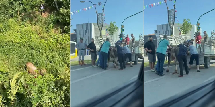Bursa’da kurbanlıklar kaçtı, vatandaşlar yakalamaya çalıştı