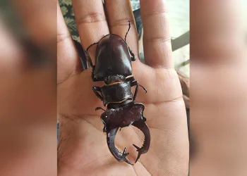Bu böceği öldürmenin cezası 557 bin TL