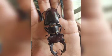 Bu böceği öldürmenin cezası 557 bin TL