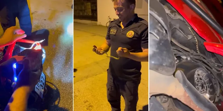 Bursa’da motosikletin içine giren yılanı çıkardı