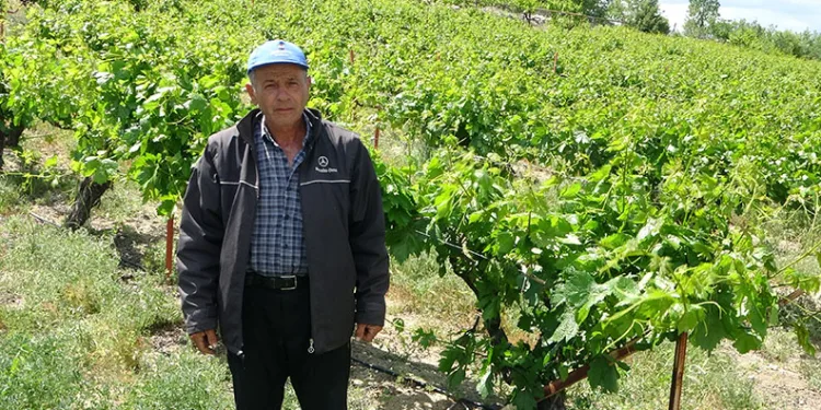 Tescilli “köhnü” üzümünde umutlar yapraklarda