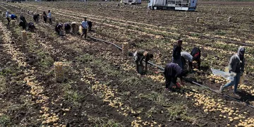 Patateste fiyat 7 liraya kadar geriledi