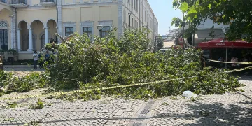 Tarihi Kemeraltı Çarşısı girişindeki dev çınar devrildi