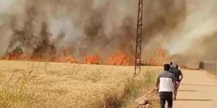 Harran Ovası’nda 40 dönüm ekili arazi yandı