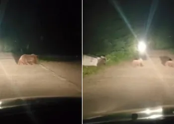 Uludağ’da ayı ailesinin yoldan geçişi görüntülendi
