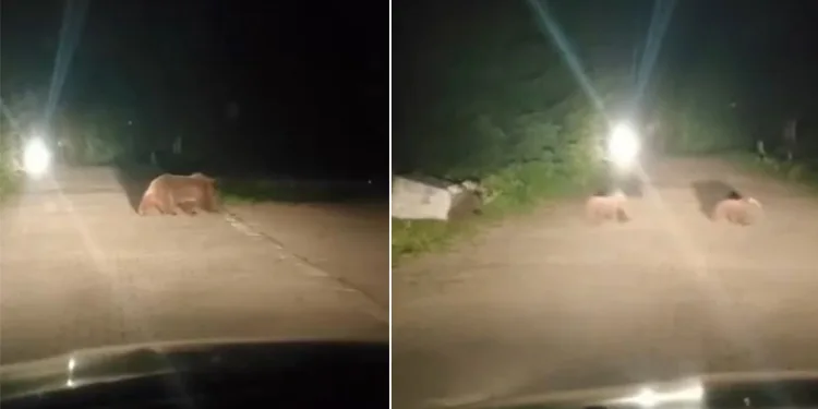 Uludağ’da ayı ailesinin yoldan geçişi görüntülendi