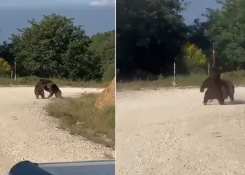 Güreşe tutuşan ayılar, uçurumdan yuvarlandı