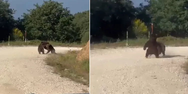 Güreşe tutuşan ayılar, uçurumdan yuvarlandı