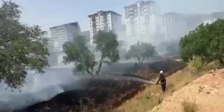Kahramanmaraş’ta zeytinlik yangını