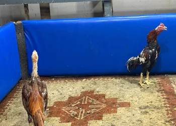 Horoz dövüşüne suçüstü operasyon