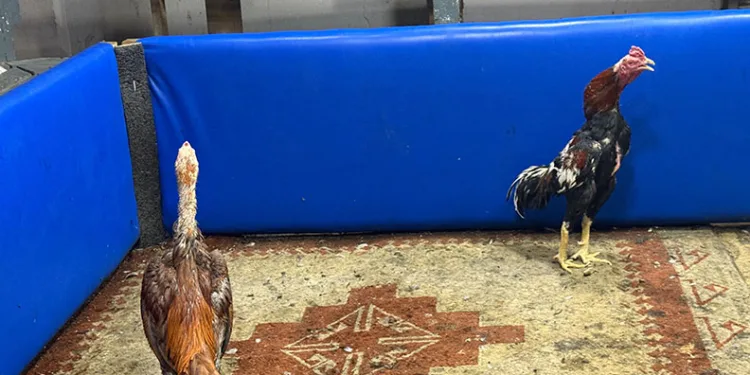 Horoz dövüşüne suçüstü operasyon