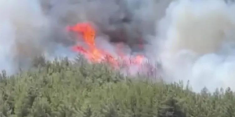 Akhisar’da başlayan orman yangınına müdahale devam ediyor