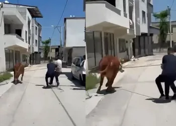 Bursa’da dana ipi kopardı, şehirde mini maraton başladı