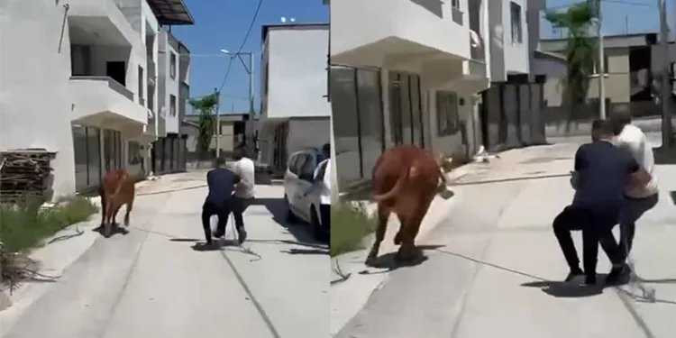 Bursa’da dana ipi kopardı, şehirde mini maraton başladı
