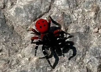 Büyükşehir’den bayramda kesintisiz sağlık hizmeti