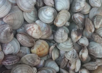 Beyaz kum midyesi üretimi arttı