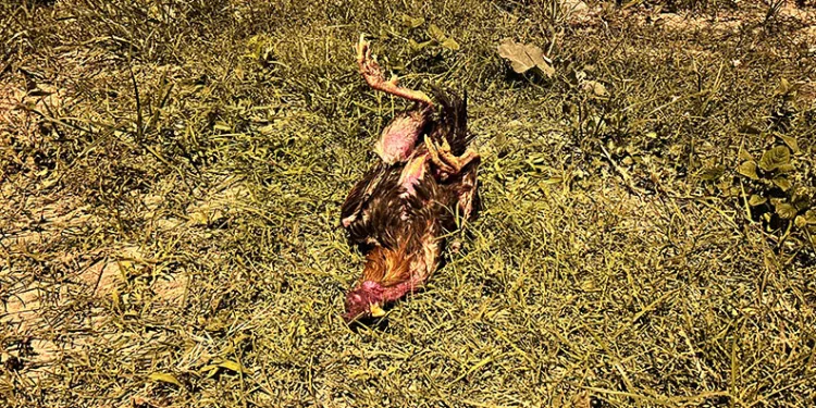 Kuyuda bulunan kayıp inek saatler süren çalışmayla kurtarıldı