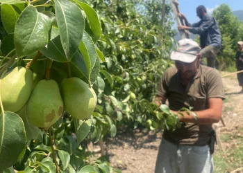 Bursa’da tonlarca armut ve şeftaliyi koparıp yere atıyorlar