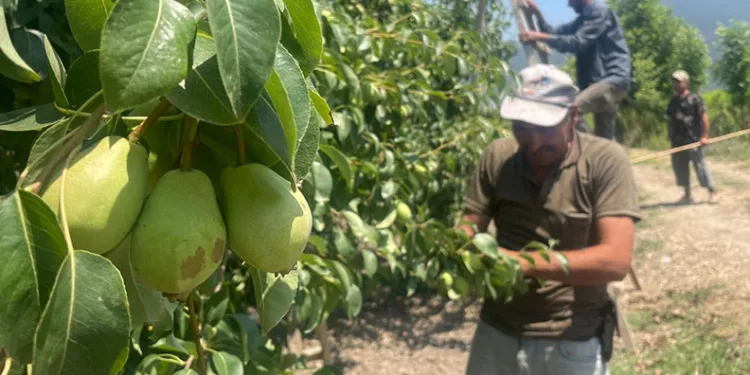 Bursa’da tonlarca armut ve şeftaliyi koparıp yere atıyorlar
