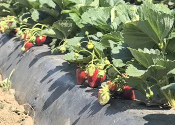 Bursa’da çilek hasadı başladı