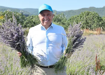 Nilüfer’de lavanta hasadı başladı
