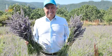Nilüfer’de lavanta hasadı başladı