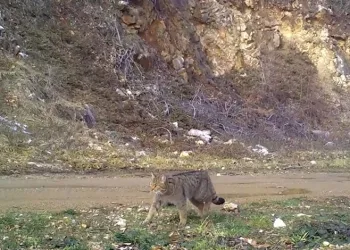 Uludağ’da yaban kedisi fotokapana takıldı