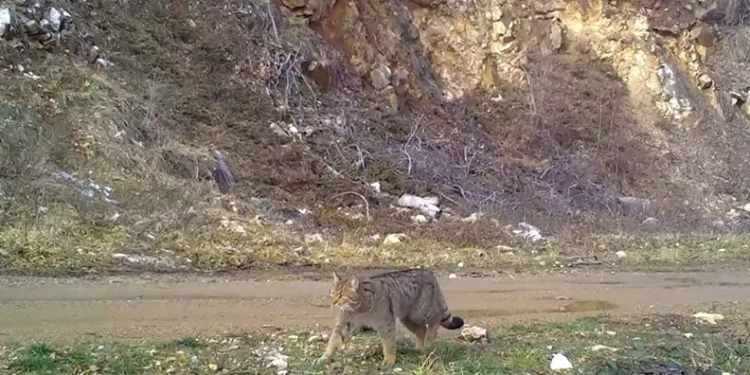 Uludağ’da yaban kedisi fotokapana takıldı