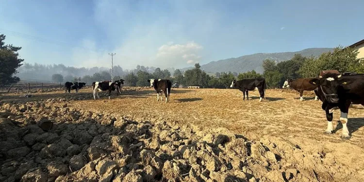 İzmir’de yangınla mücadele sürüyor