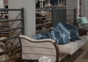 Bursa’da koyunlarla ‘koyun koyuna’ nöbet