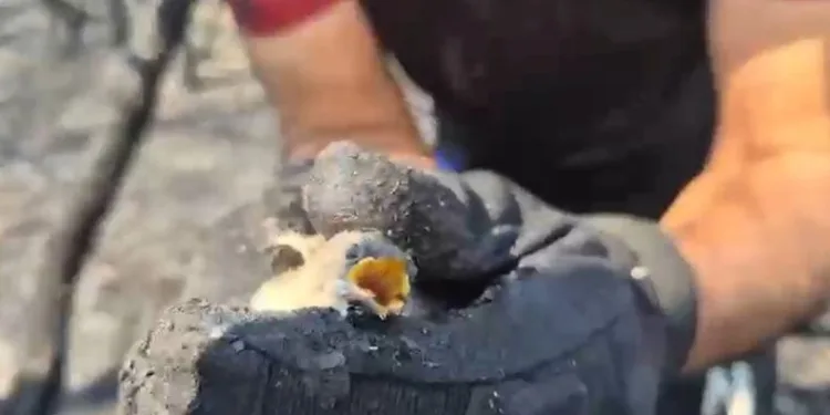 Bursa’da Orman yangınında hayatta kalan kuş böyle kurtarıldı