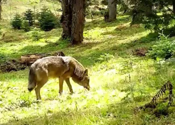 Tarihi hat sanatı teknolojiyle buluştu