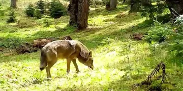 Tarihi hat sanatı teknolojiyle buluştu