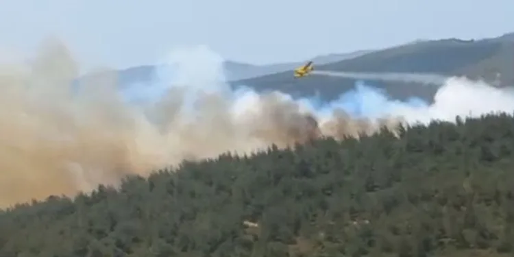 İzmir Foça’da orman yangını