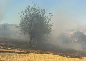 Orhangazi Gedik’de Orman Yangınına Müdahale