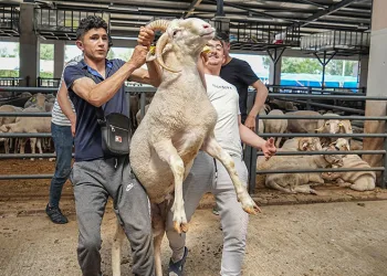 Bursa’da 4 boynuzlu koçu görenler şaşırıyor
