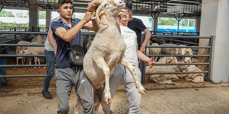 Bursa’da 4 boynuzlu koçu görenler şaşırıyor