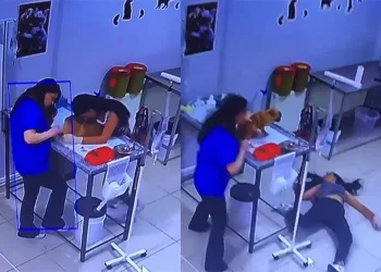 Bursa’da veteriner kliniğinde köpeğini tedavi ettiren kadın bayıldı
