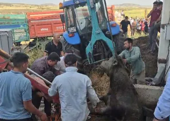 Bağını kopararak foseptik çukuruna düşen boğa kurtarıldı
