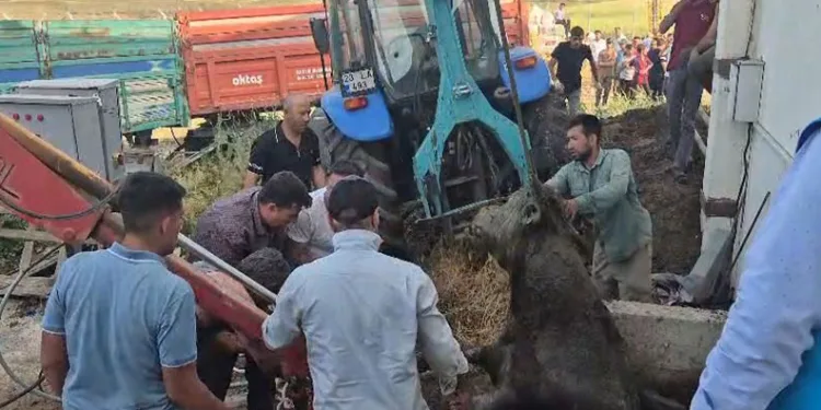 Bağını kopararak foseptik çukuruna düşen boğa kurtarıldı
