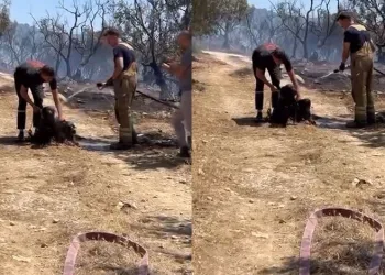 Yangından kurtarılan köpekler böyle görüntülendi