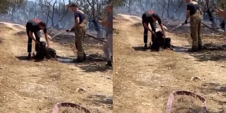 Yangından kurtarılan köpekler böyle görüntülendi
