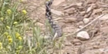 Anne leylek yavrularının başından bir an olsun ayrılmadı