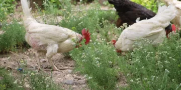 Anne leylek yavrularının başından bir an olsun ayrılmadı