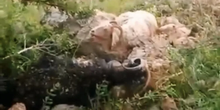 Kasten öldürme suçundan 9 yıldır aranan şahıs yakalandı